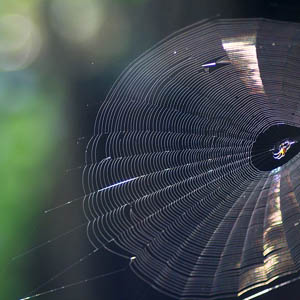spider webs and your home
